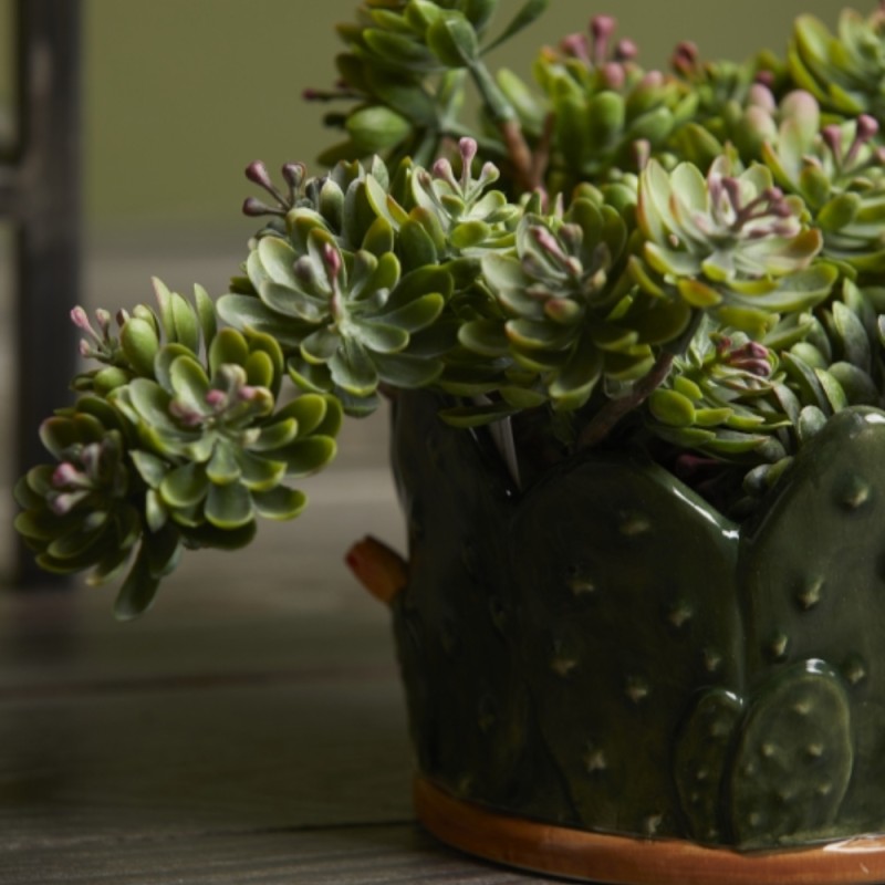 CRASSULA OVATA BELL PICK H12