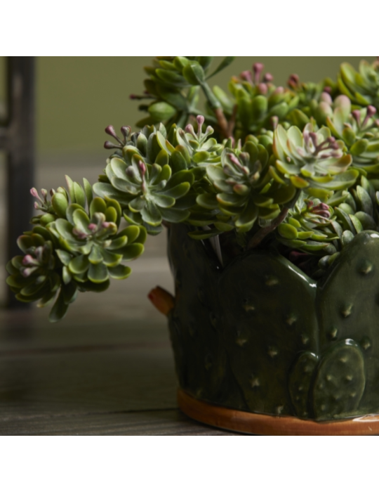CRASSULA OVATA BELL PICK H12