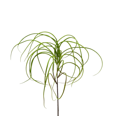 TILLANDSIA BELL RAMO H53