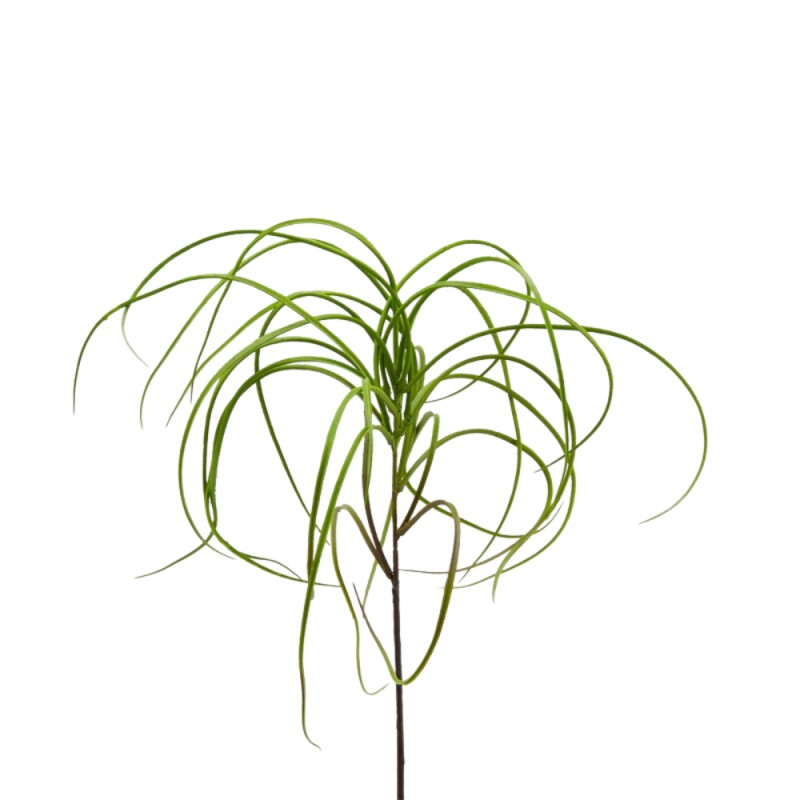 TILLANDSIA BELL RAMO H53
