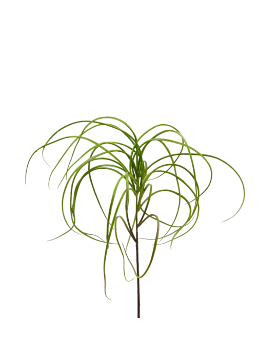 TILLANDSIA BELL RAMO H53