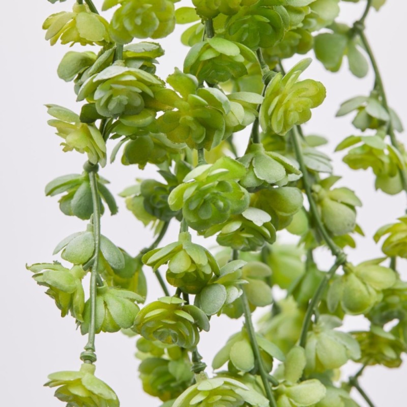 Echeveria Olis Cadente Verde H44 cm – Pianta...