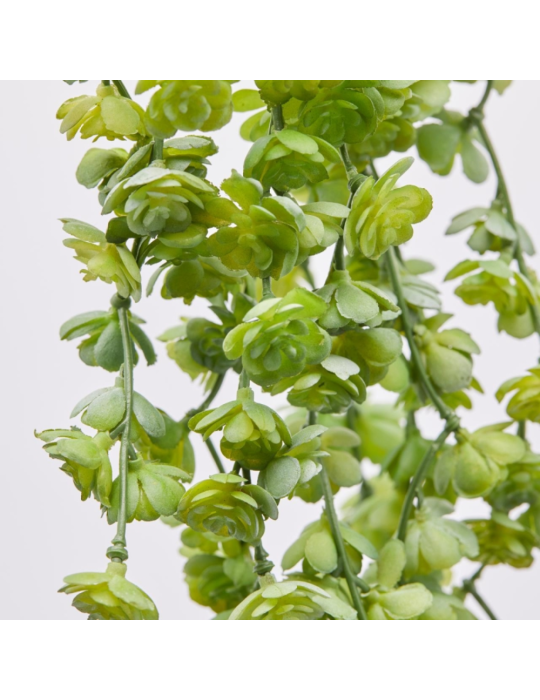 Echeveria Olis Cadente Verde H44 cm – Pianta...