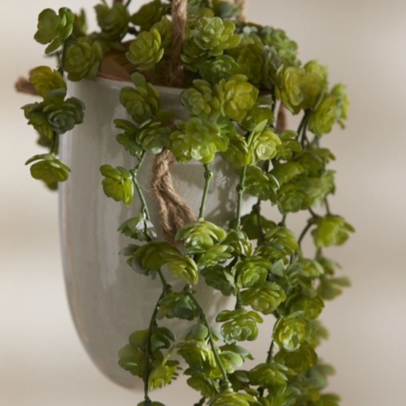 Echeveria Olis Cadente Verde H44 cm – Pianta...