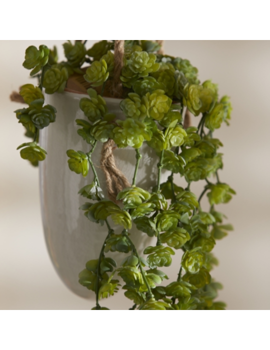 Echeveria Olis Cadente Verde H44 cm – Pianta...