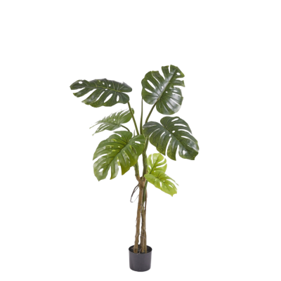 MONSTERA SLIM C/VASO H 130
