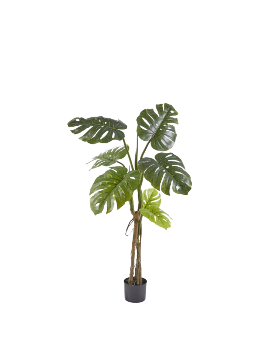 MONSTERA SLIM C/VASO H 130