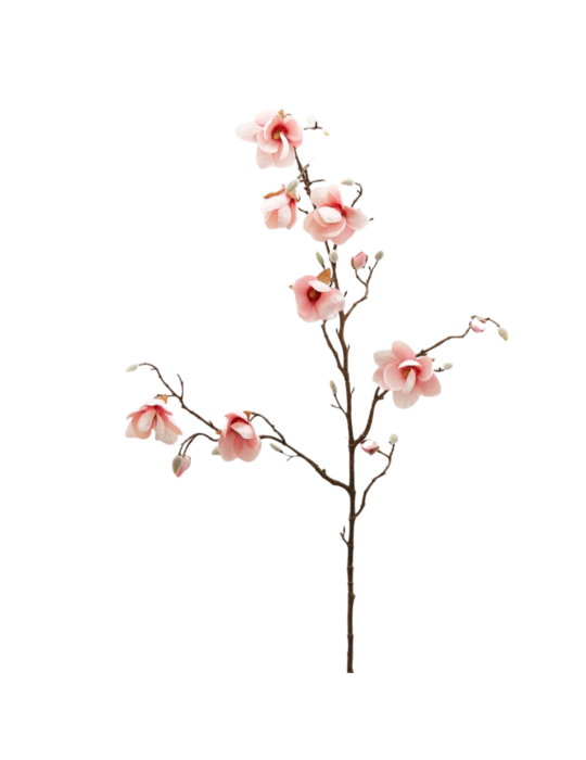 MAGNOLIA STELL. RAMO H120