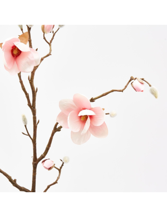 MAGNOLIA STELL. RAMO H120