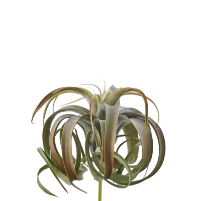 TILLANDSIA CESP. H30