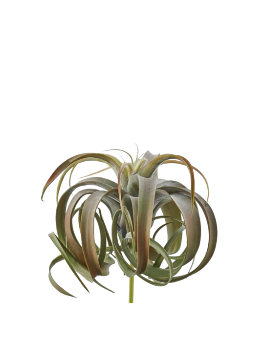 TILLANDSIA CESP. H30