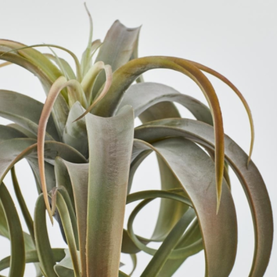 TILLANDSIA CESP. H30 2