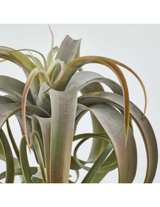 TILLANDSIA CESP. H30