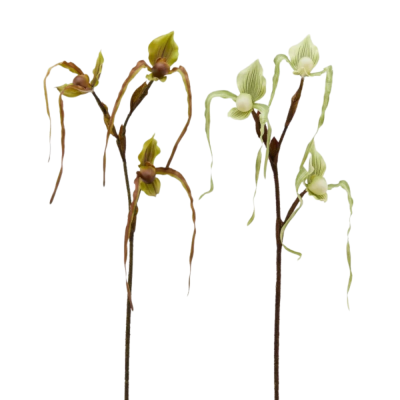 ORCHIDEA CYPRIP  H80