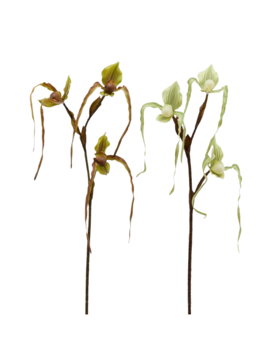 ORCHIDEA CYPRIP  H80