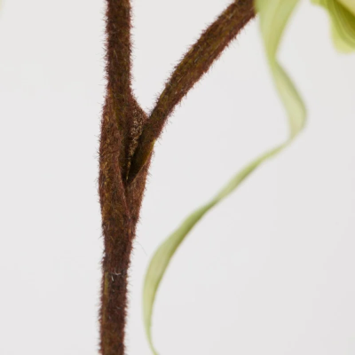 ORCHIDEA CYPRIP  H80 2