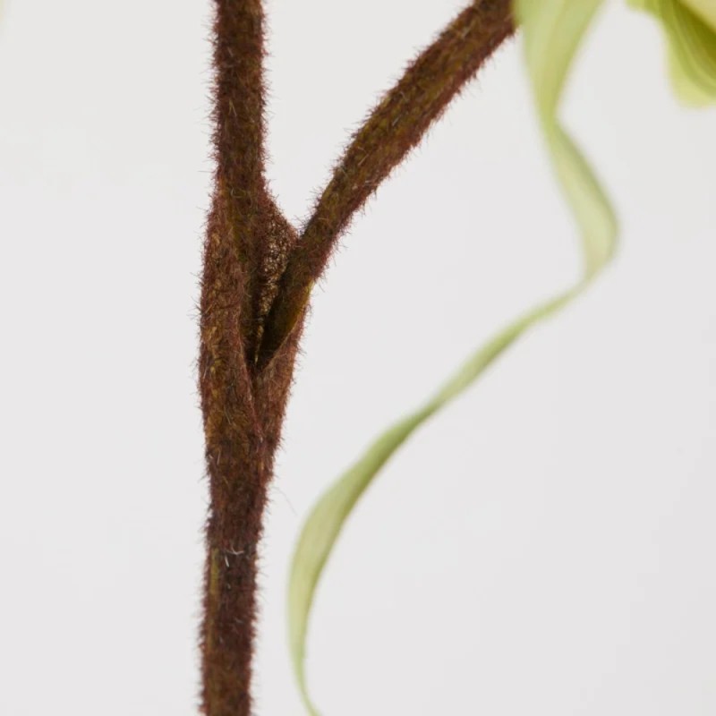 ORCHIDEA CYPRIP  H80