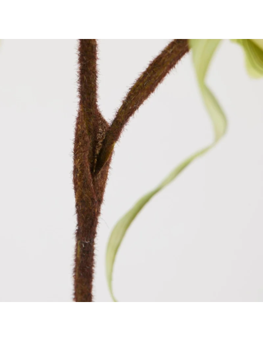 ORCHIDEA CYPRIP  H80