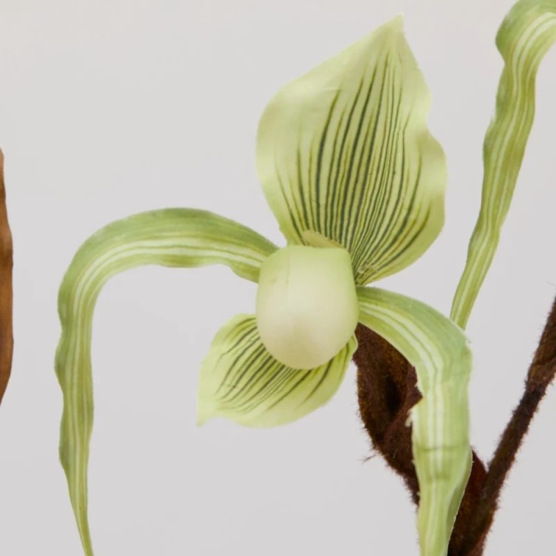 ORCHIDEA CYPRIP  H80