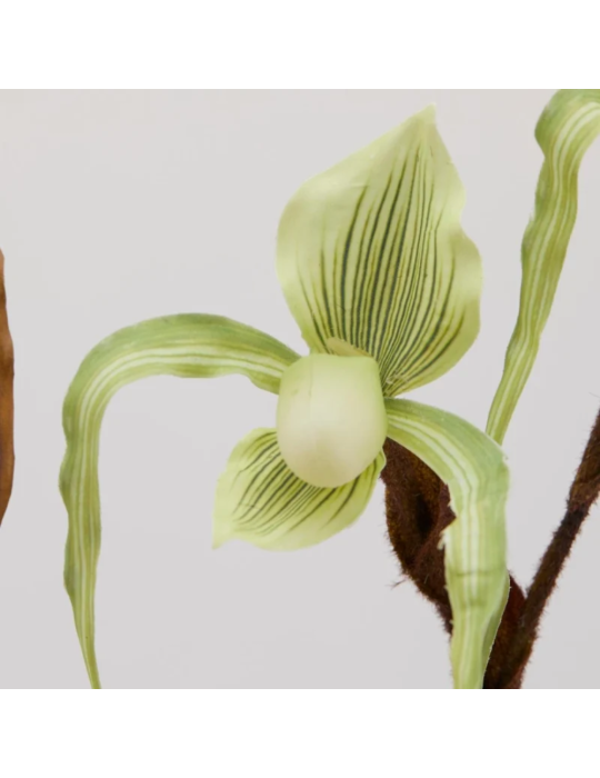 ORCHIDEA CYPRIP  H80