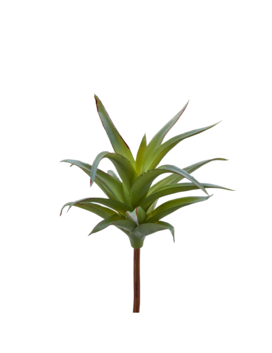 AGAVE BELL PICK H23