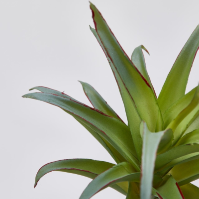 AGAVE BELL PICK H23 2
