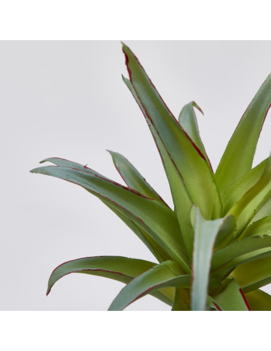 AGAVE BELL PICK H23