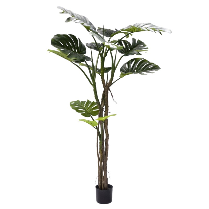 MONSTERA SLIM C/VASO H 180