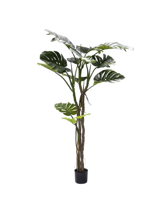 MONSTERA SLIM C/VASO H 180