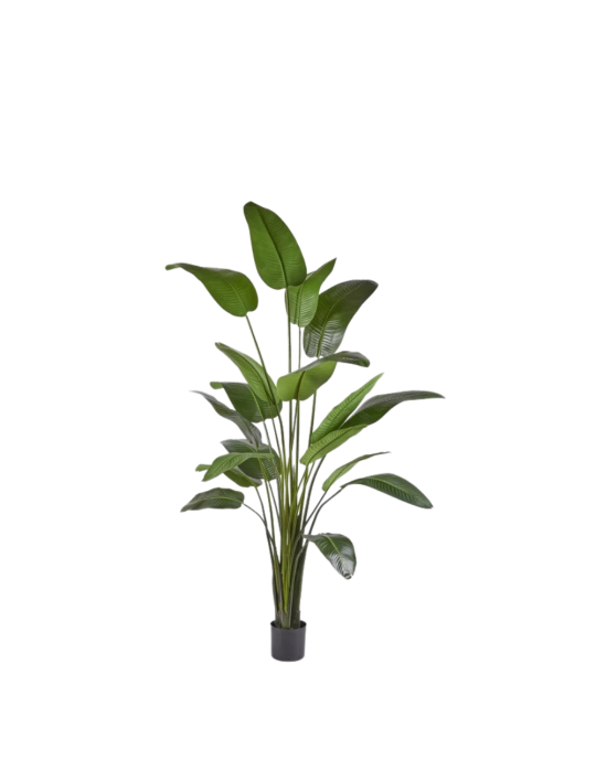 Pianta Artificiale Strelitzia H260 cm con Vaso – EDG Enzo De Gasperi