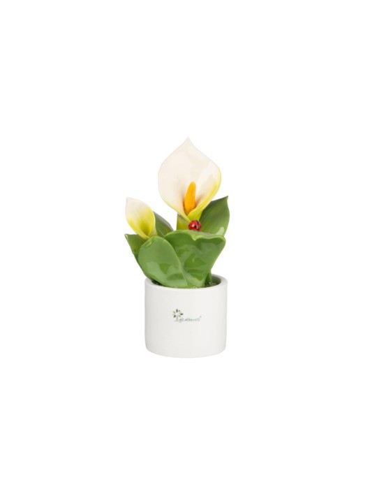 PIANTA NATURA MEDIA  FIORI CALLA