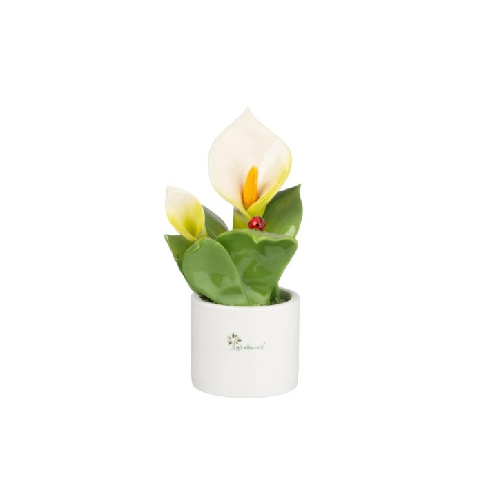 Gli Alberelli Pianta media con fiore di calla 20 cm
