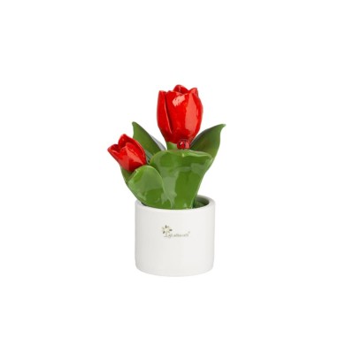 PIANTA NATURA MEDIA  FIORI TULIPANO