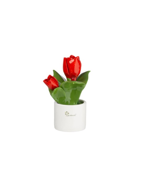 PIANTA NATURA MEDIA  FIORI TULIPANO