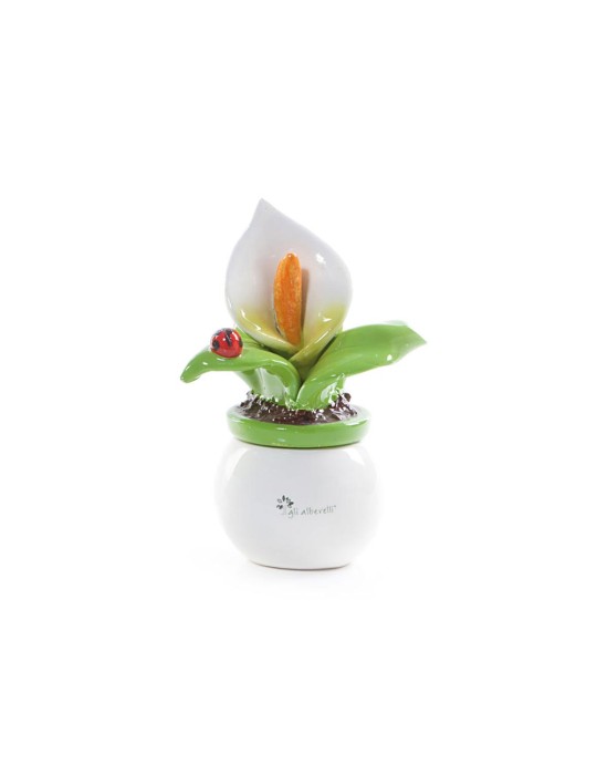 PIANTINA PICCOLA NUOVA CALLA