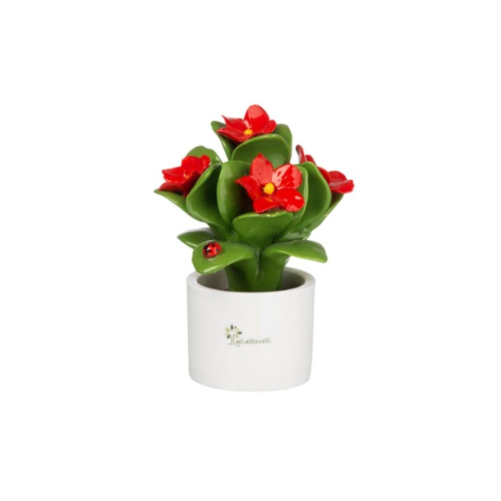 Gli Alberelli Piantina Multi ibisco 14 cm