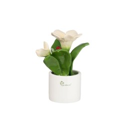 Gli Alberelli Pianta Natura media campanula alta 20 cm