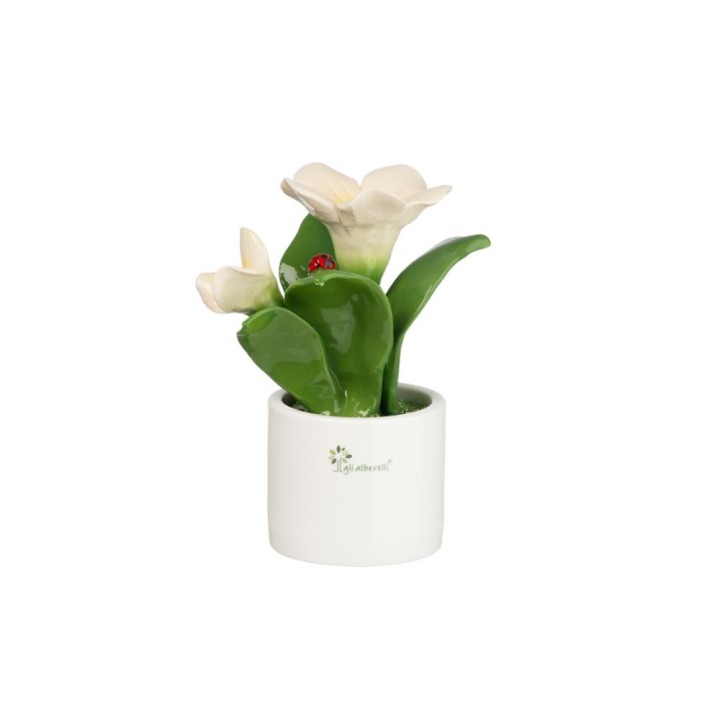 Gli Alberelli Pianta Natura media campanula alta 20 cm
