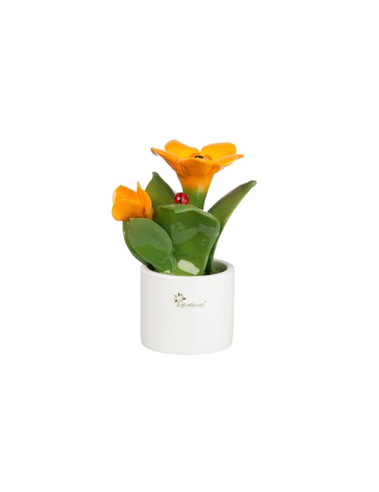PIANTA NATURA MEDIA  FIORI ARANCIO