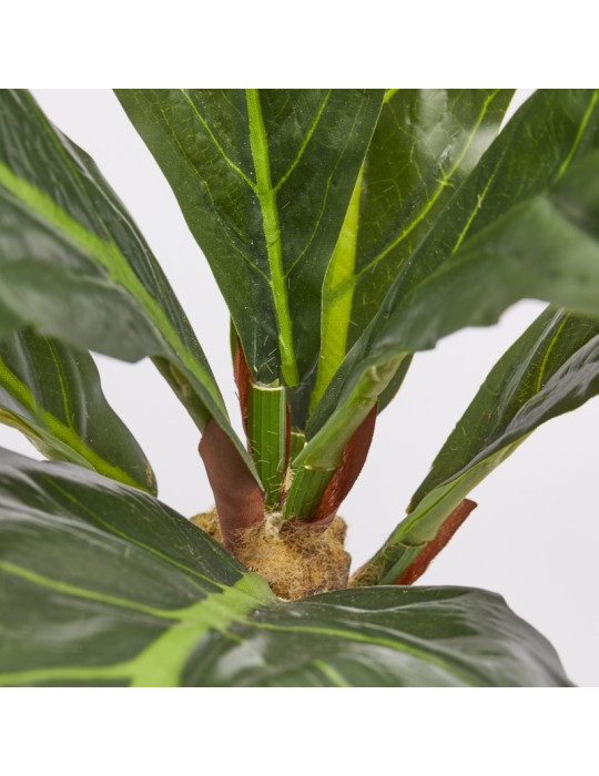 FICUS LYRATA CESPUGLIO X7 H70