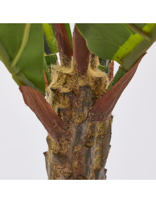 FICUS LYRATA CESPUGLIO X7 H70