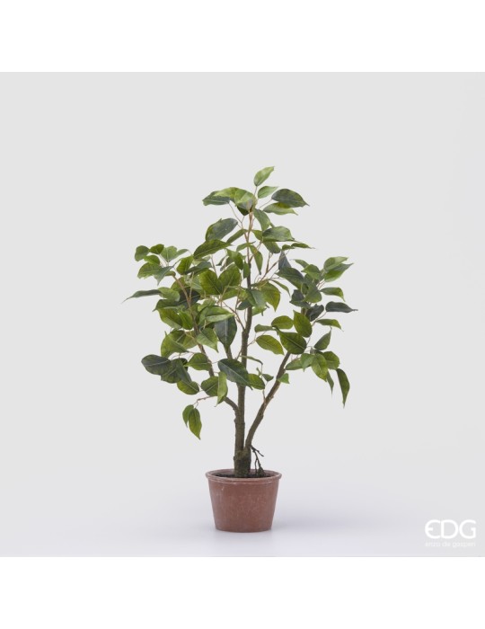 Pianta Artificiale Ficus H60 cm con Vaso - Enzo...