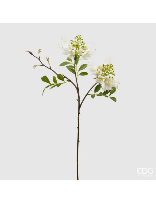 PRUNUS OLIS RAMO H66
