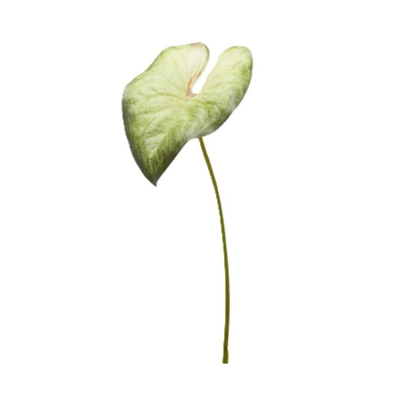 Set 2 Pezzi Pianta Artificiale Singonium Rex...