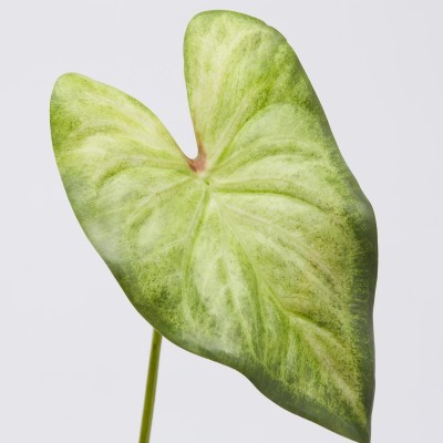 Pianta Artificiale Singonium Rex Foglia Piccolo H45 cm –... 2