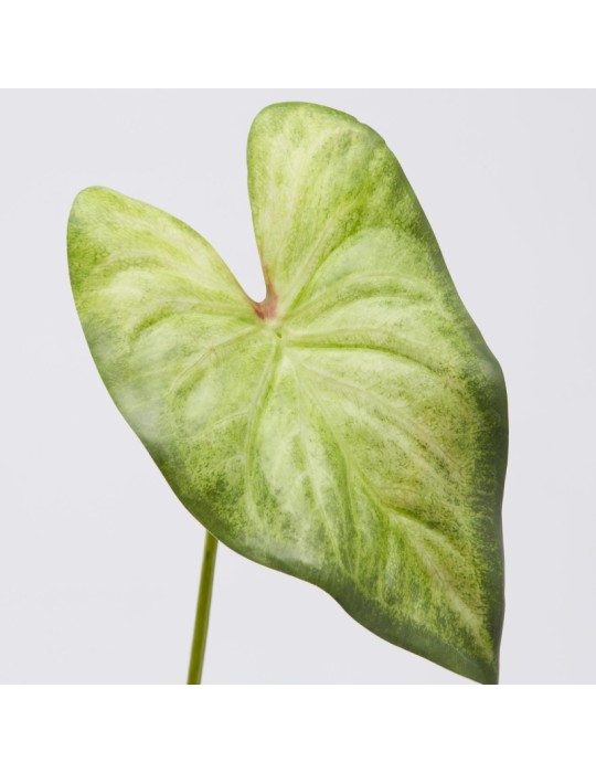SINGONIUM REX FOGLIA PICCOLO H45