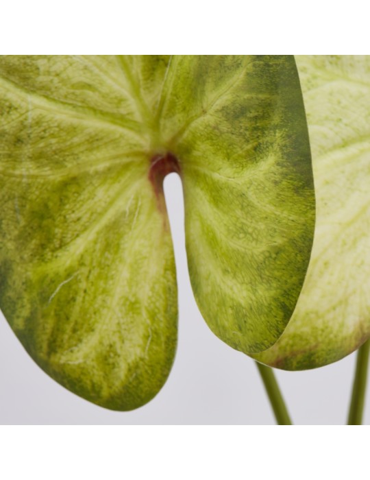SINGONIUM REX FOGLIA PICCOLO H45