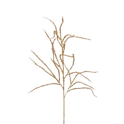 AMARANTHUS RAMO H81