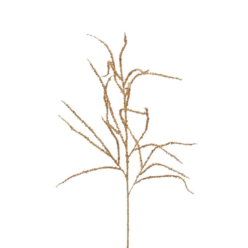 AMARANTHUS RAMO H81