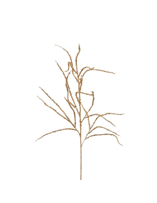 AMARANTHUS RAMO H81